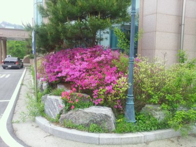봄풍경