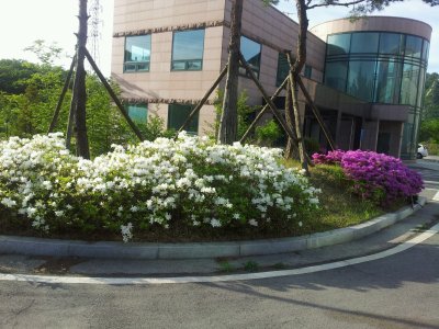 봄풍경
