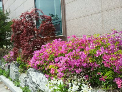 봄풍경